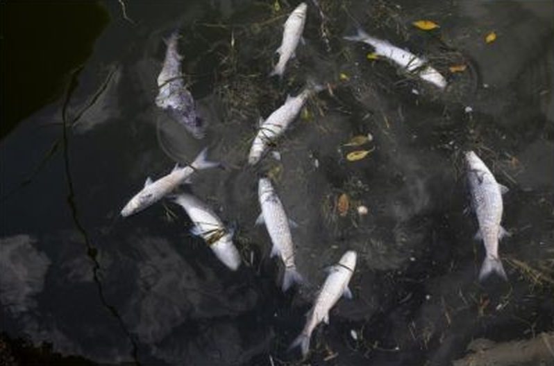 Dead fish washed ashore
