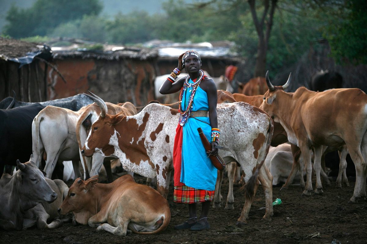A Maasai woman in a beaded collar standing among cattle in a village enclosure