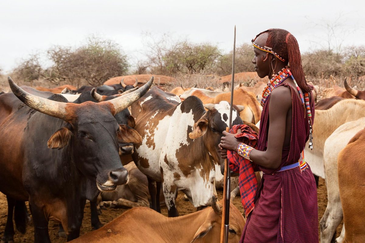 A young Maasai herder with a spear beside his cattle in dry bushland
