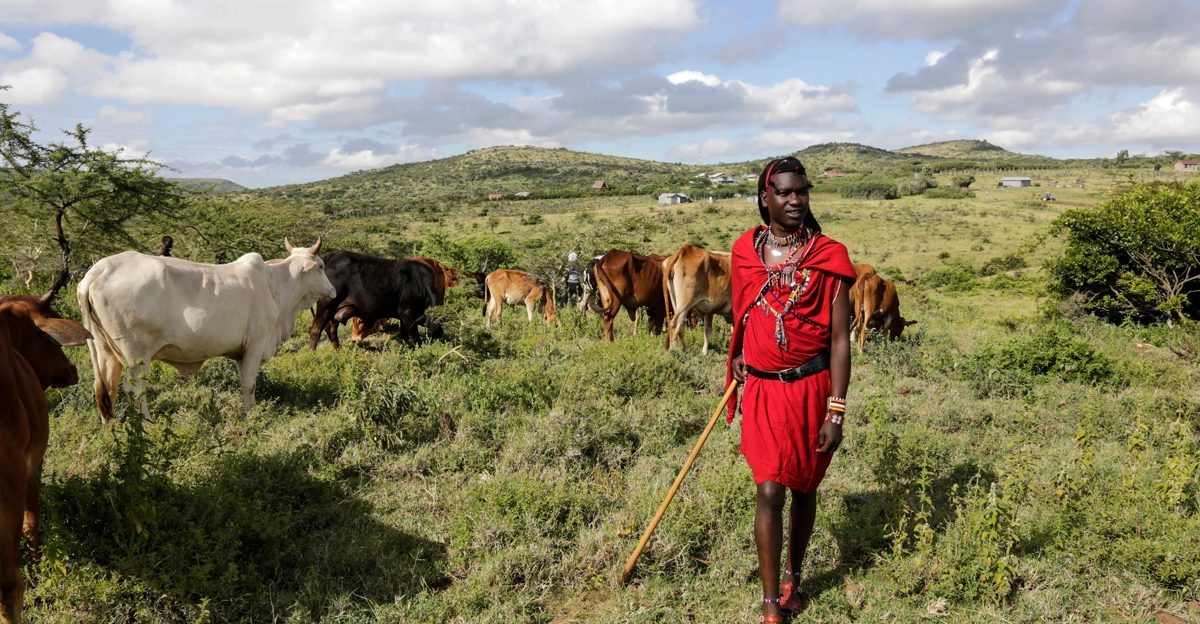 A Maasai herder in red walking with his cattle across green hills dotted with fenced farms